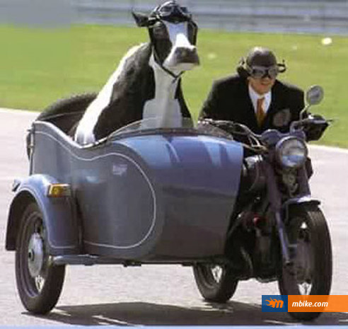 cow-in-motorbike