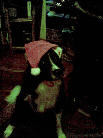 Paddy at xmas