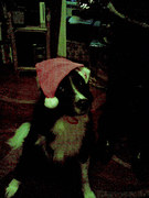 Paddy at xmas