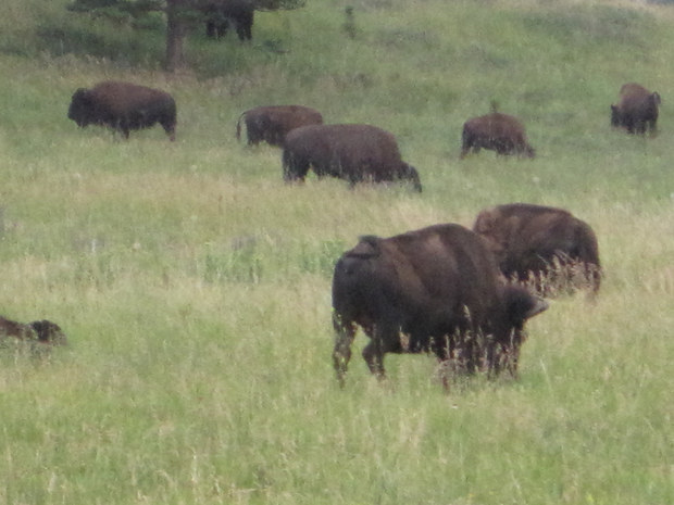 Sturgis 2014 037
