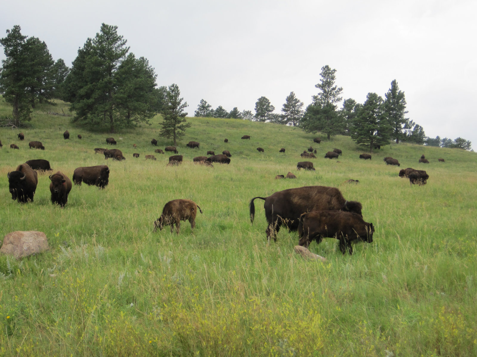 Sturgis 2014 039