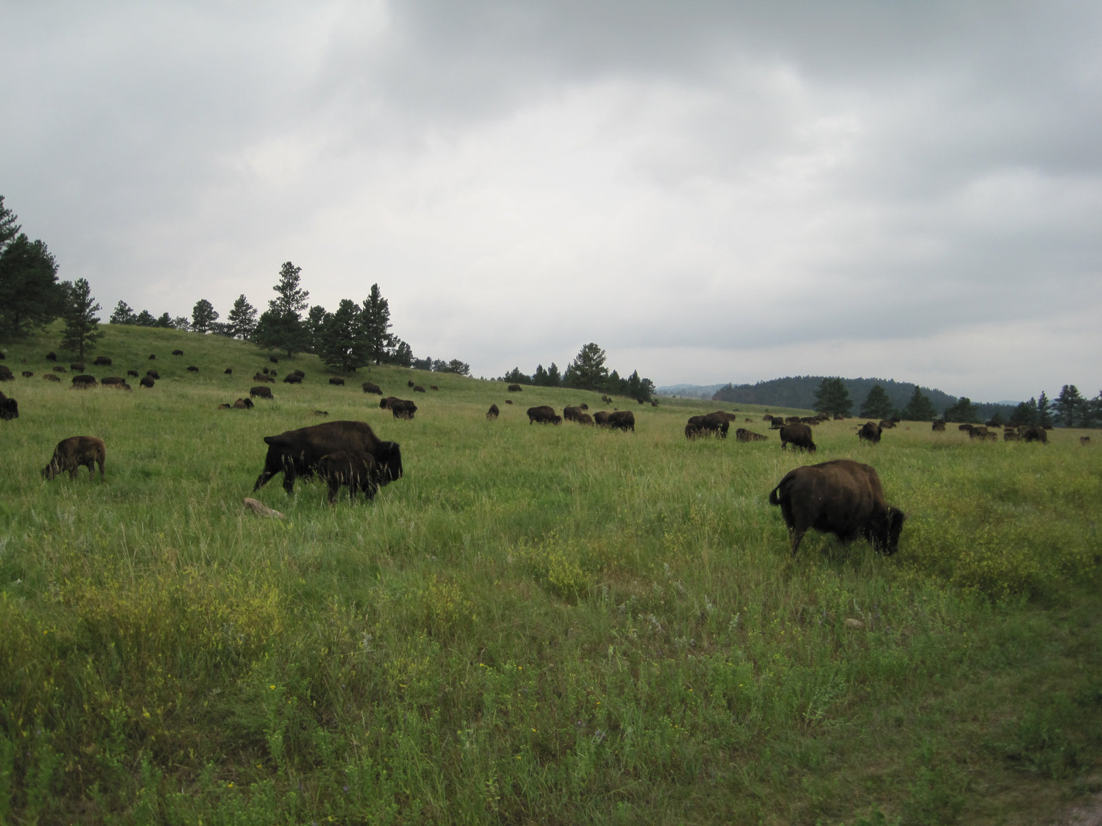 Sturgis 2014 040