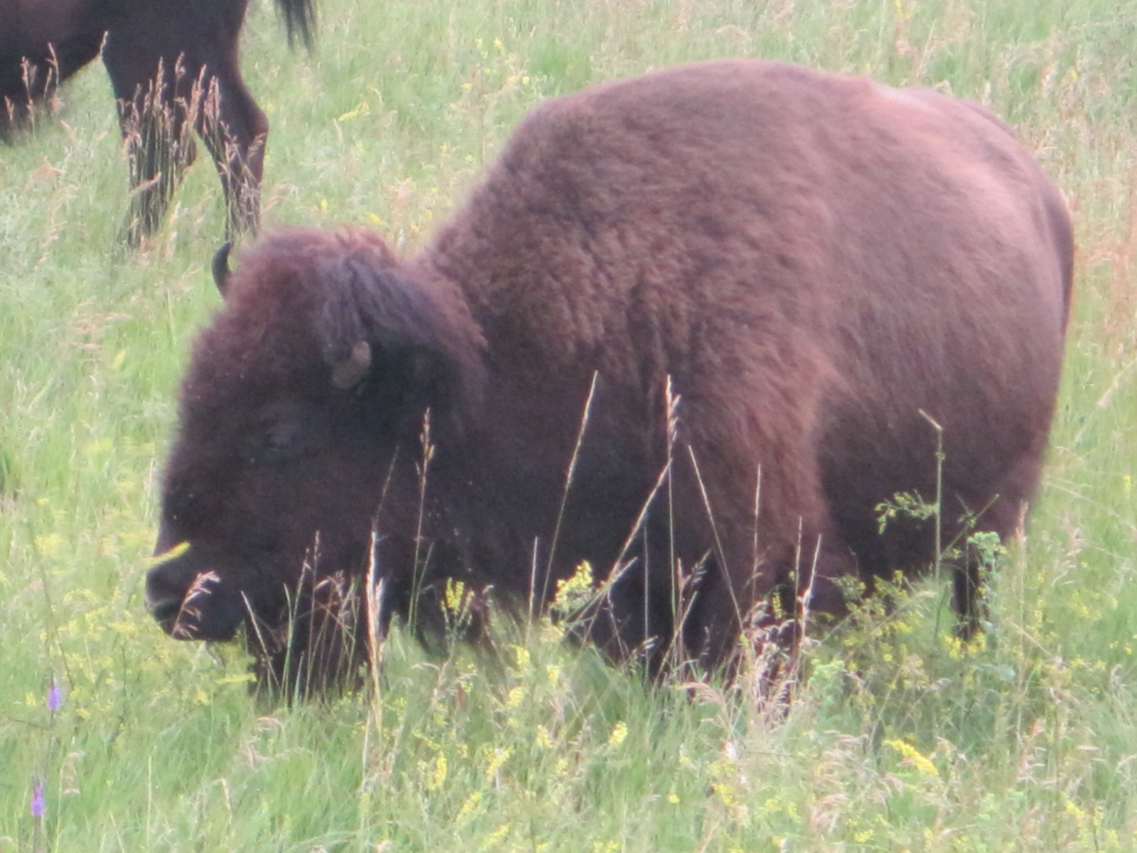 Sturgis 2014 042